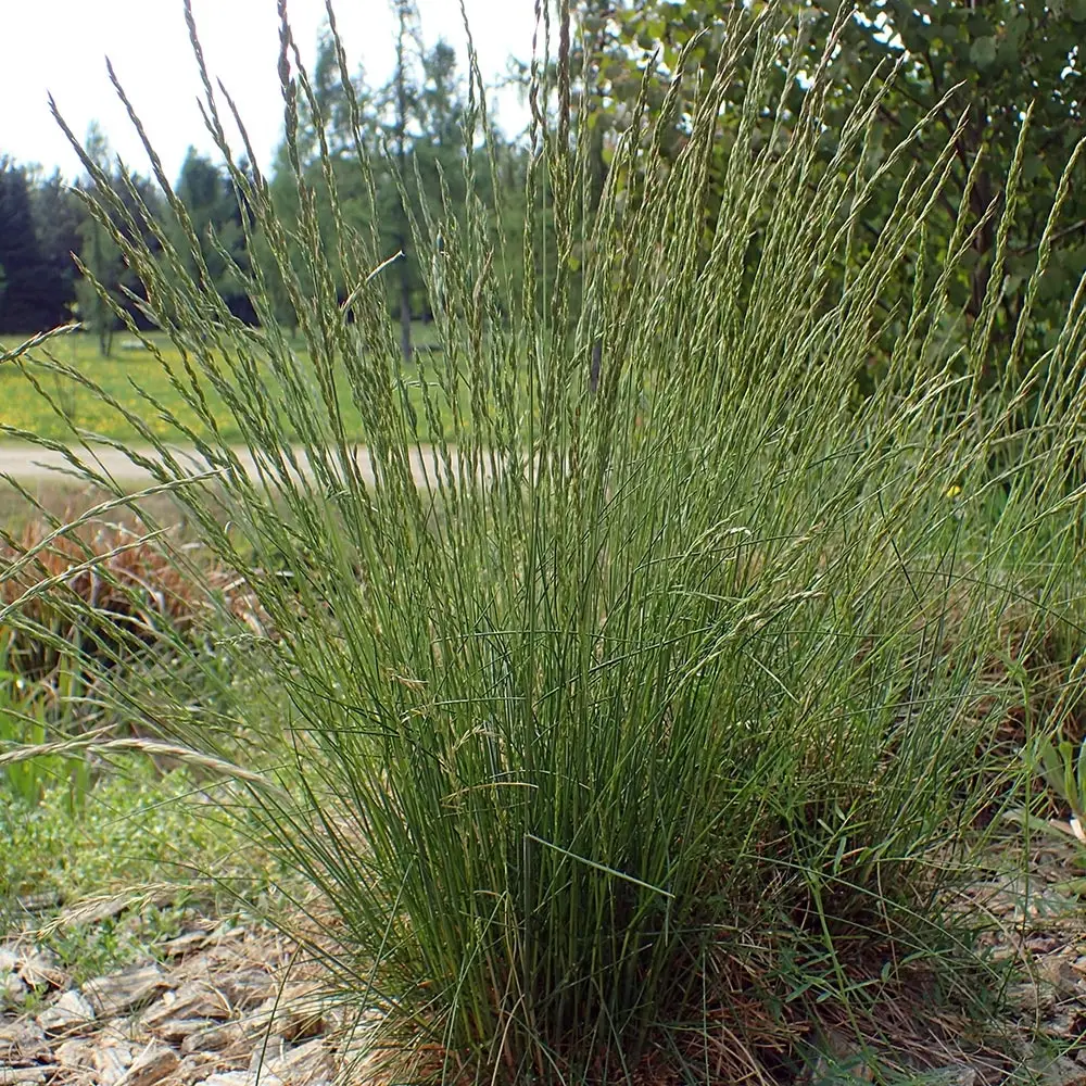 Fétuque des moutons – Festuca ovina Godet de 8/9 cm