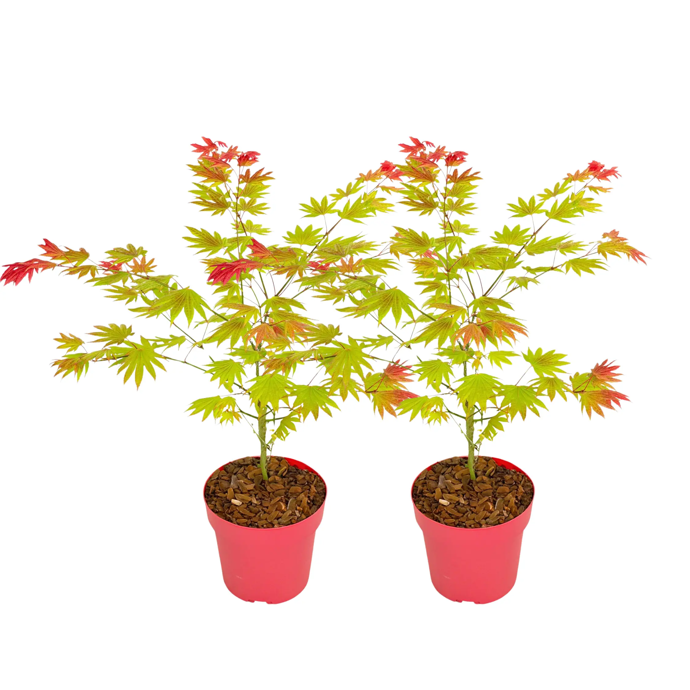 Érable du Japon – Set de 2 – Acer palmatum ‘Moonrise’ – Hauteur 40-50cm – ⌀19cm
