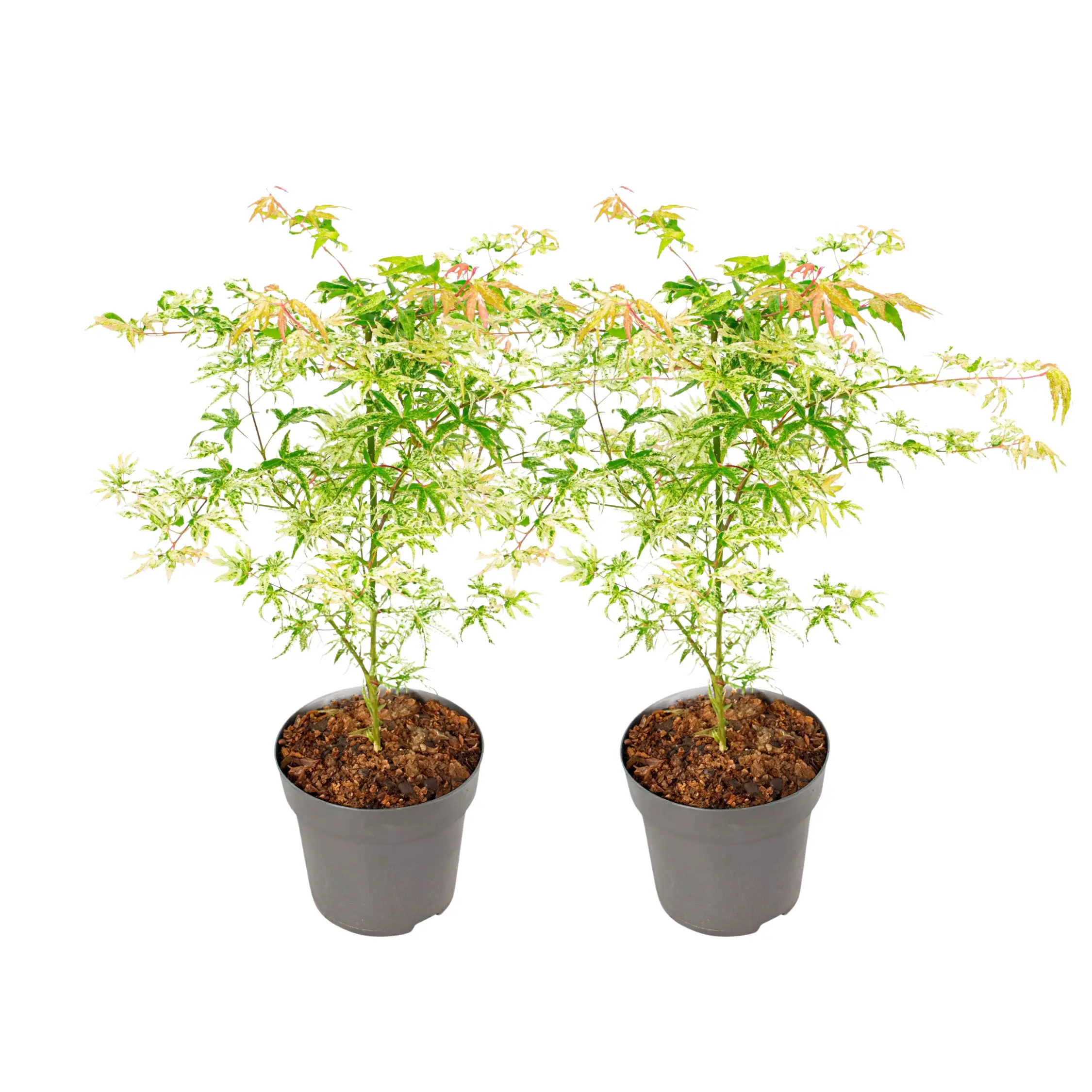 Érable du Japon – Set de 2 – Acer palmatum ‘Orange Dream’ – H60-70cm – ⌀19cm