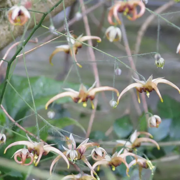 Fleur des Elfes, Epimedium wushanense Caramel Godet de 8/9 cm