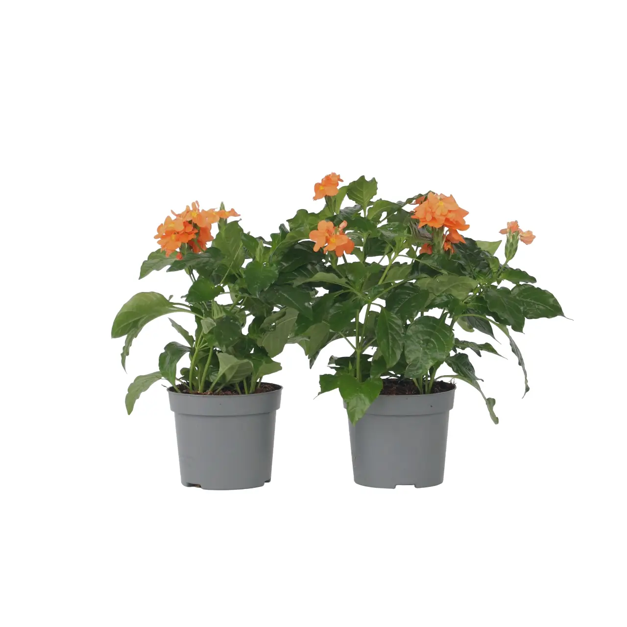 Fleur du feu – Set de 4 – Crossandra ‘Fortuna’ – Hauteur 20-30cm – ⌀13cm