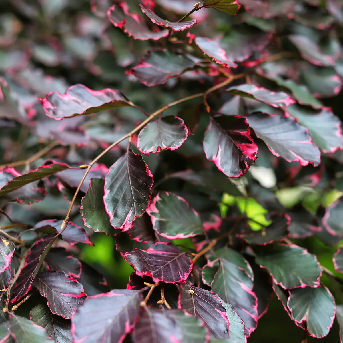 Fagus sylvatica Two Color Weeping – Hêtre pleureur Pot de 12L/15L, Tige