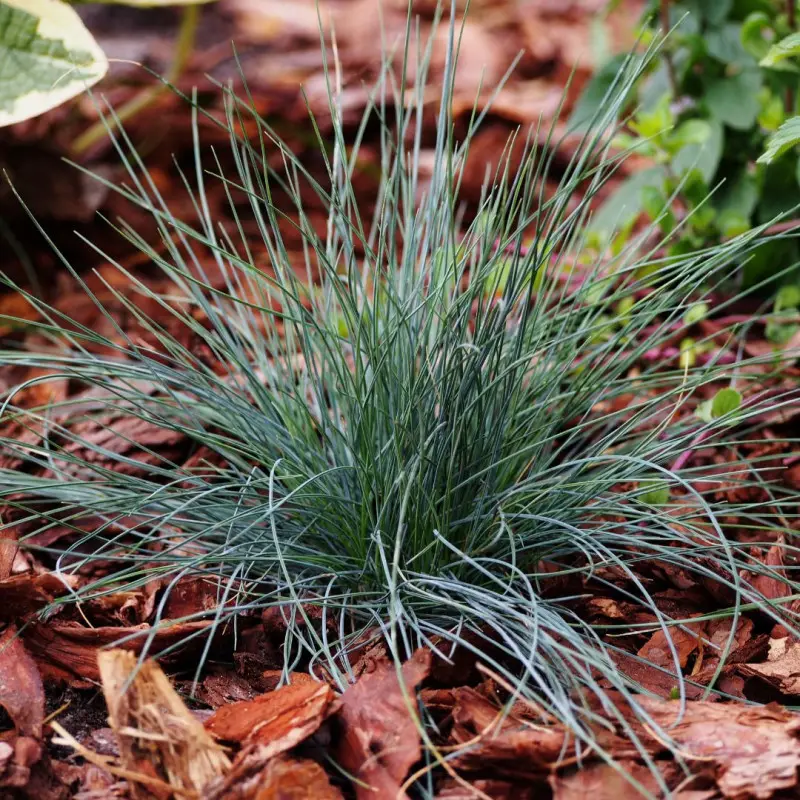 Fétuque bleue – Festuca Intense Blue – 10 cm Godet de 9 cm – Serres Desrumaux