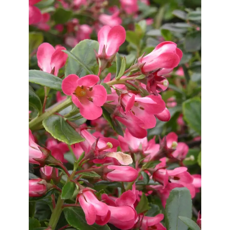 Escallonia Pride of Donard à fleurs Rouge – feuillage Persistant – Pot de 7,5L – 60/80 cm- hauteur à maturité De 1,00 m à 1,50 m