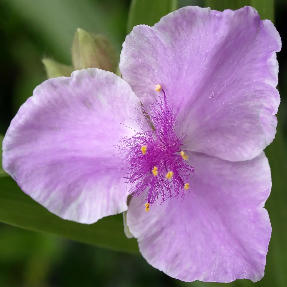 Ephémère de Virginie – Tradescantia andersoniana Pink Chablis – racines nues