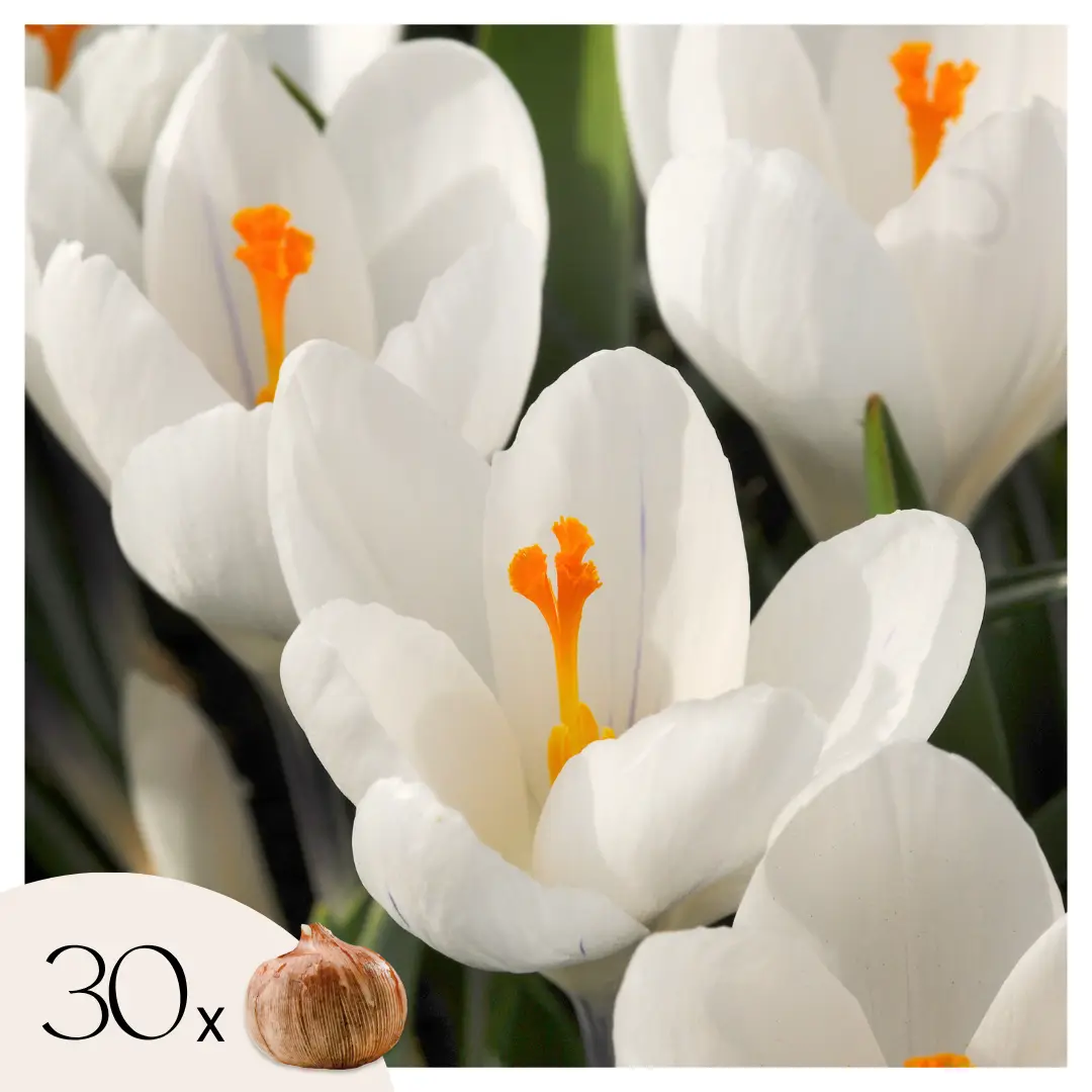Fleur printanière – Set de 30 – Crocus ‘White’ – Bulbes à fleurs – Blanc
