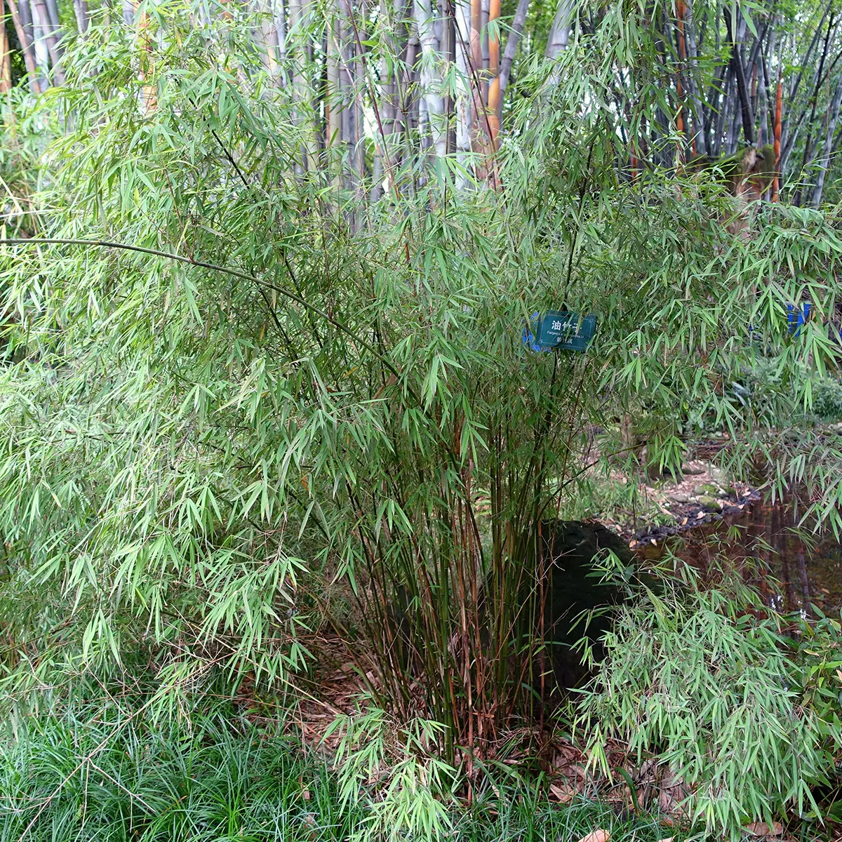 Fargesia angustissima – Bambou non traçant Pot de 4L/5L