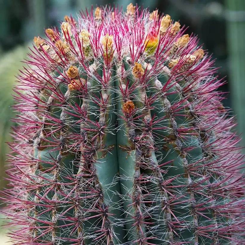 Ferocactus stainesii var. pilosus – Cactus Pot de 7,5L/10L