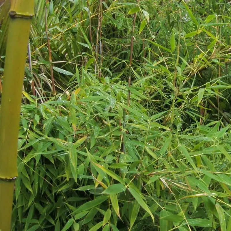 Fargesia murielae Simba – Bambou non traçant Pot de 2L/3L