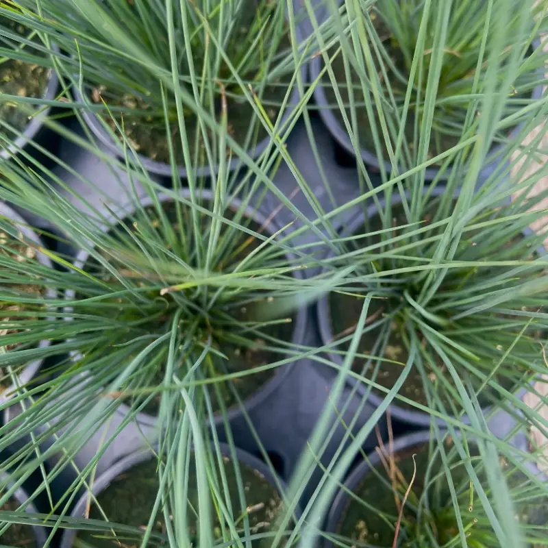 Fetuque Glauca Intense Blue – Pot 10,5 cm – Serres Desrumaux