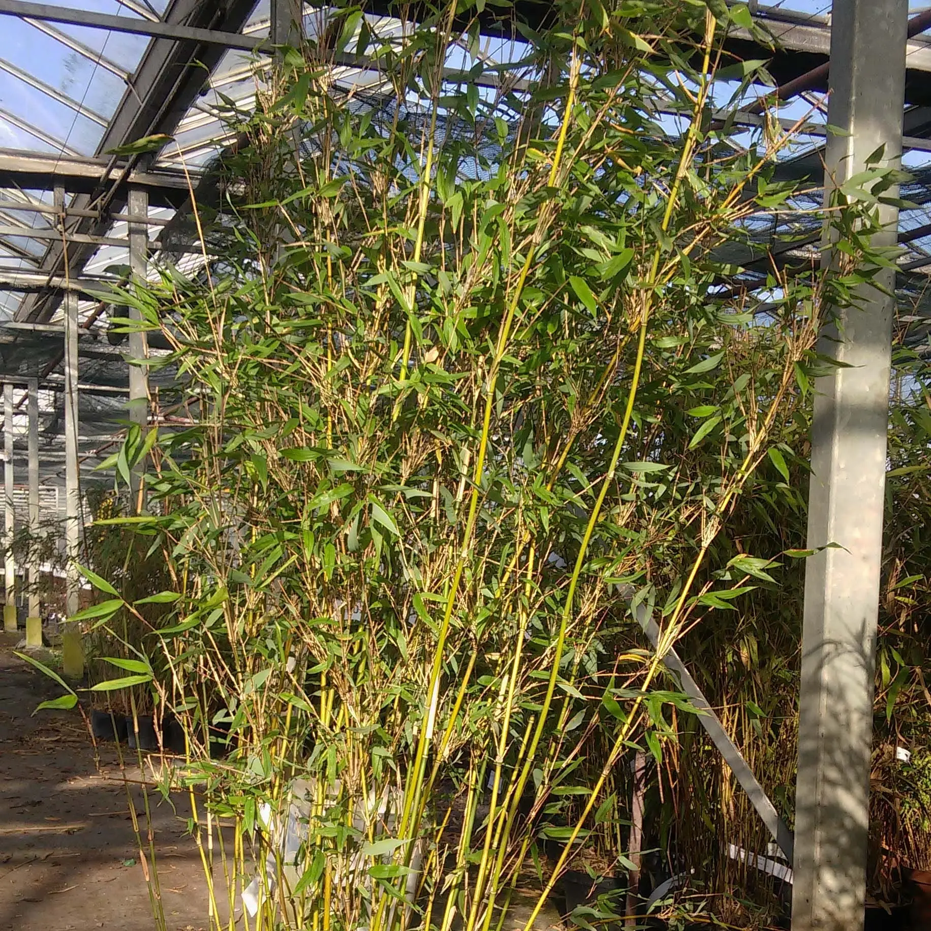 Fargesia denudata Lancaster 1 – Bambou non traçant. Pot de 12L/15L