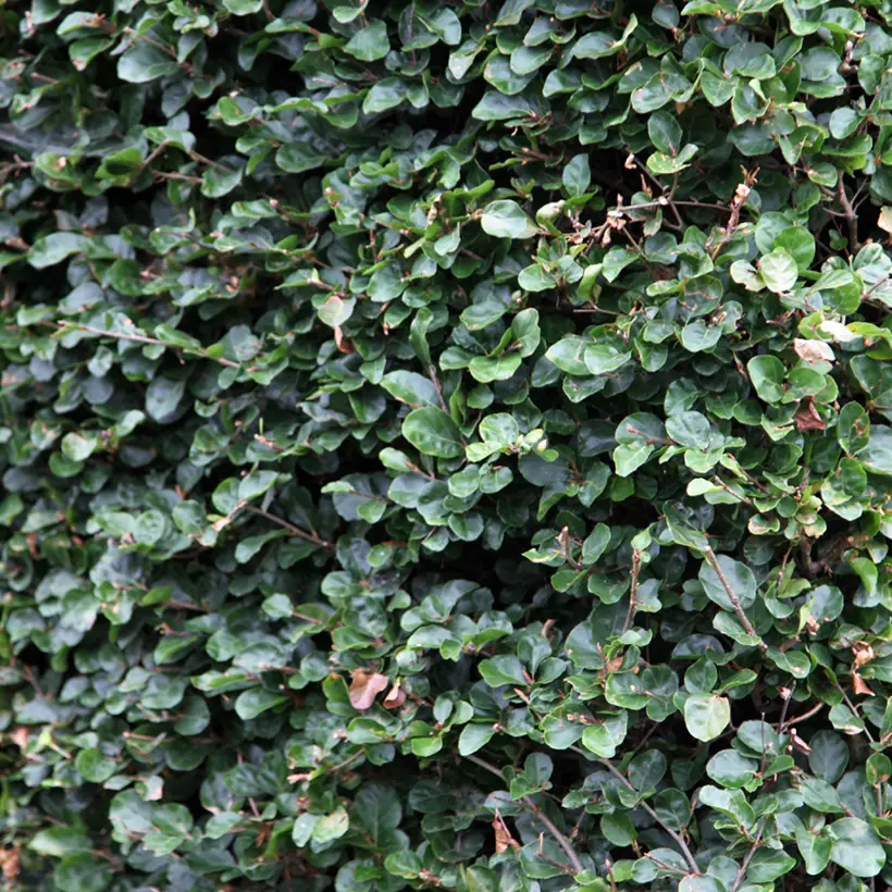 Fagus sylvatica Rotundifolia – Hêtre commun à feuilles rondes Pot de 4L/5L