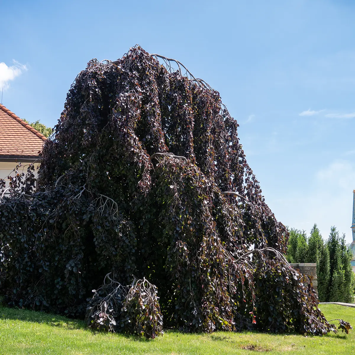 Fagus sylvatica Purple Fountain – Hêtre pourpre pleureur Pot de 4L/5L
