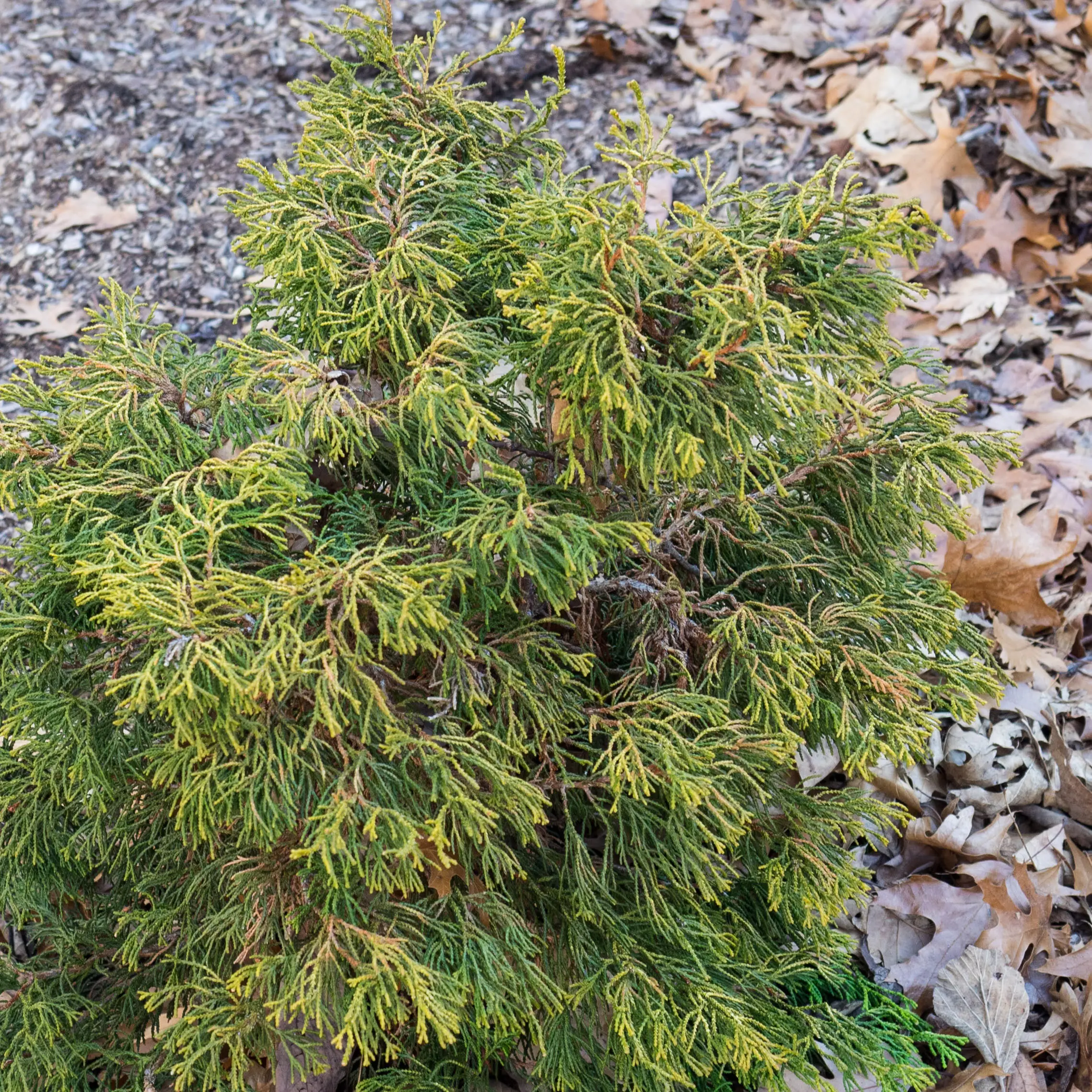 Faux cyprès du Japon – Chamaecyparis obtusa Tsatsumi Gold Pot de 2L/3L