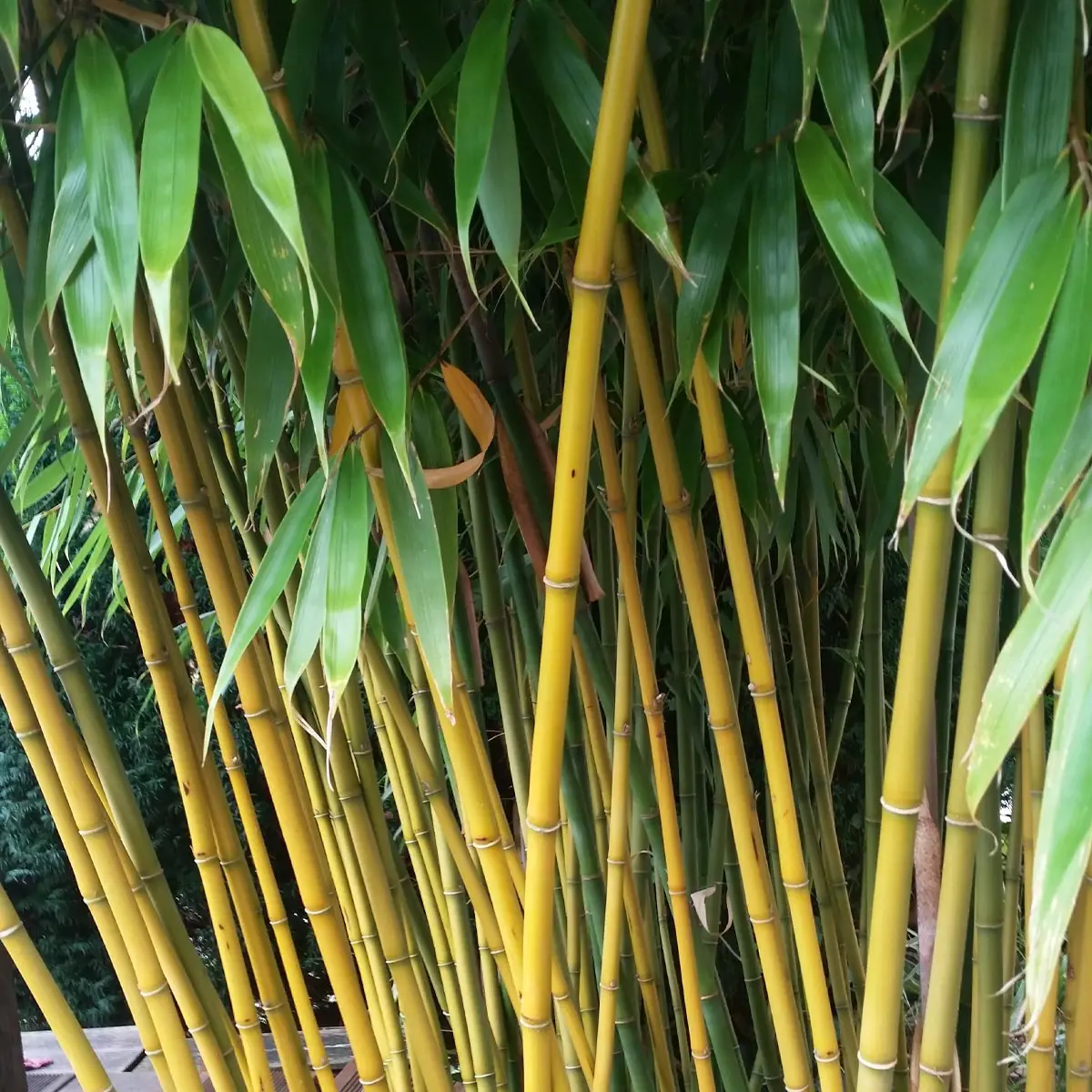 Fargesia robusta Wolong – Bambou non traçant Pot de 4L/5L