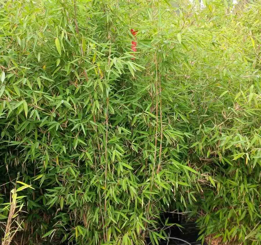 Fargesia nitida «Winterjoy» (nitida x murielae) (Bambou non traçant) Pot 10 Litres – 60/100cm – 6/9 cannes