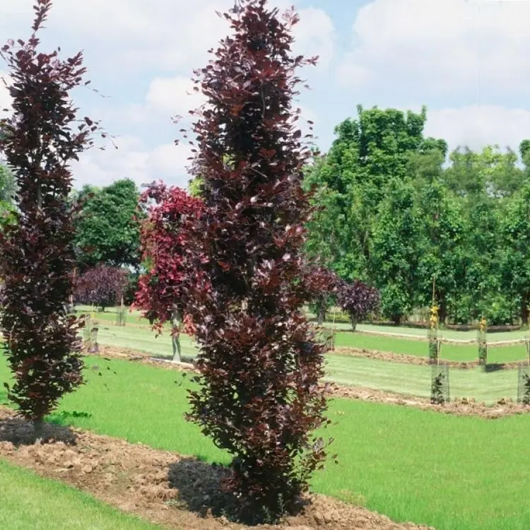 Fagus sylvatica Dawyck Purple – Hêtre fastigié pourpre Pot de 12L/15L