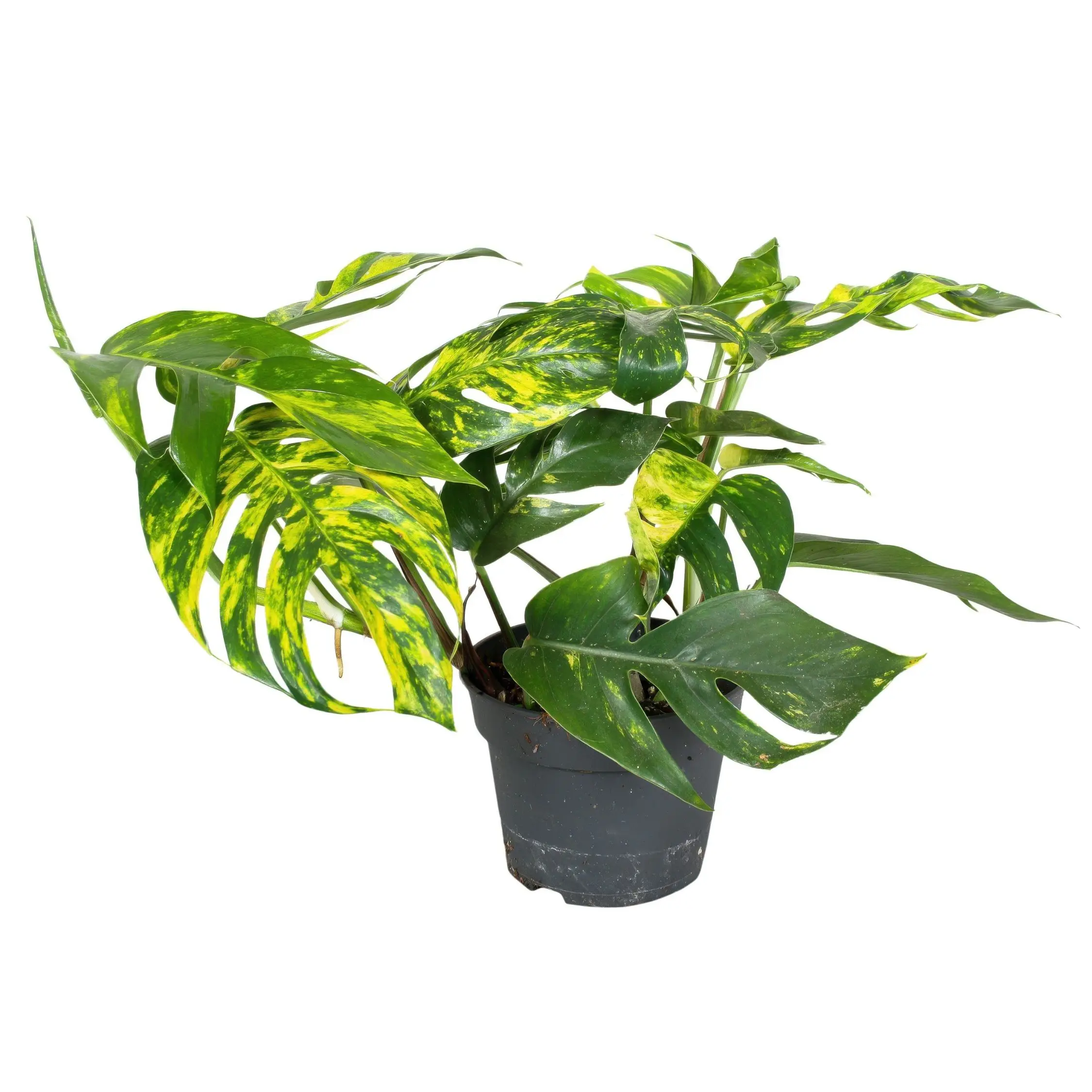 Epipremnum ‘Goldfinger’ – Epipremnum pinnatum Pothos – Hauteur 25-35cm – Pot 17cm