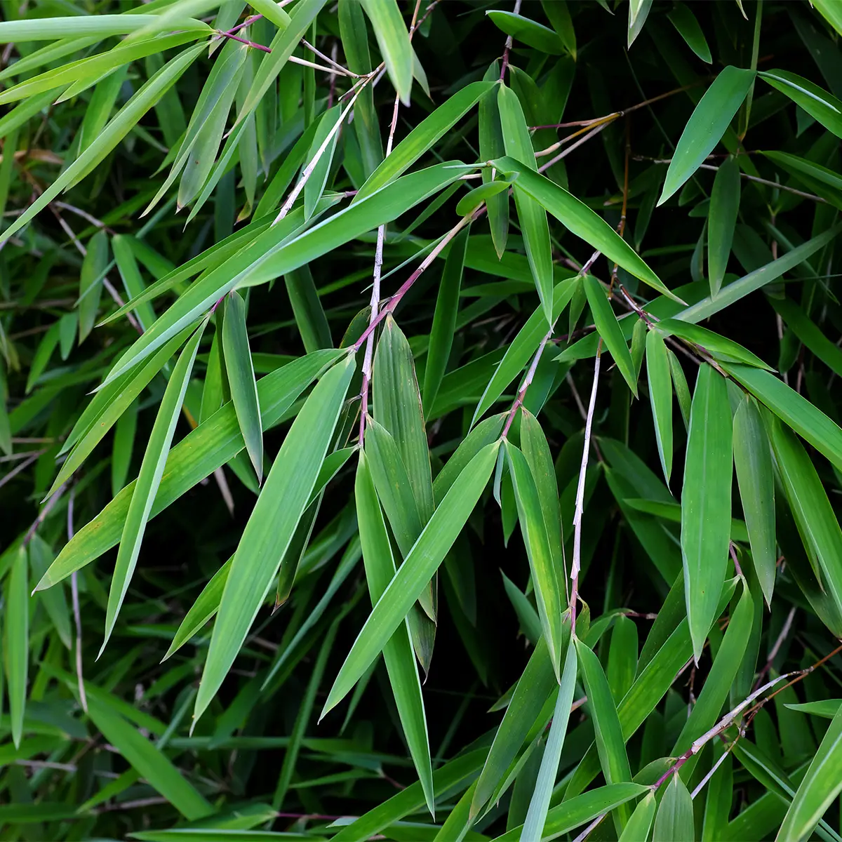 Fargesia nitida Gansu – Bambou non traçant Pot de 7,5L/10L