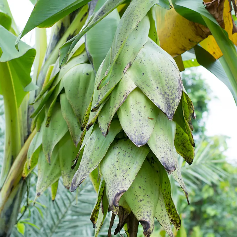Ensete glaucum – Bananier des neiges Godet de 8/9 cm