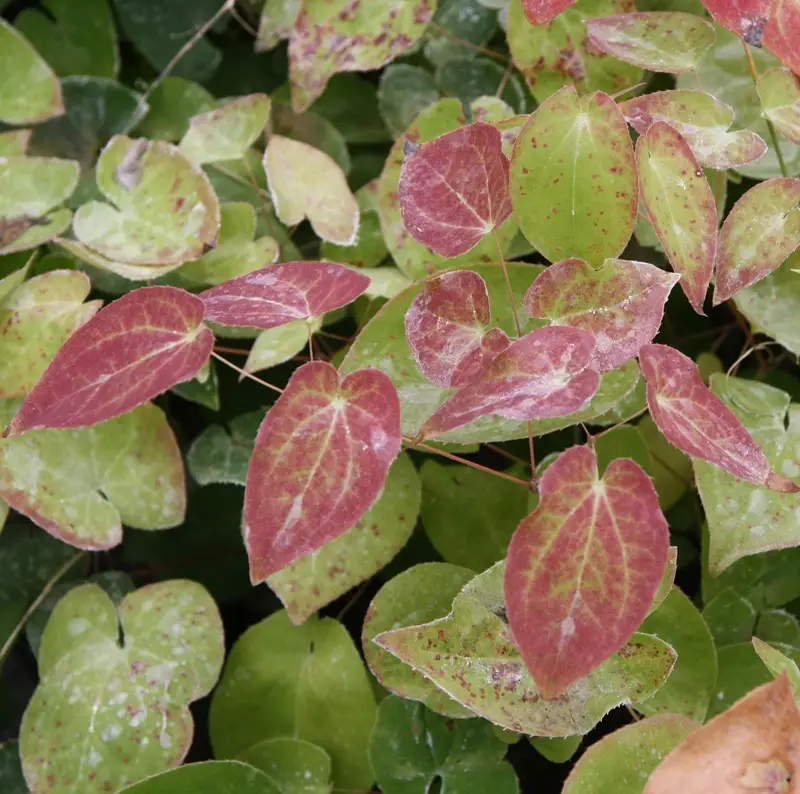 Fleur des Elfes – Epimedium pinnatum ssp colchicum Godet de 8/9 cm