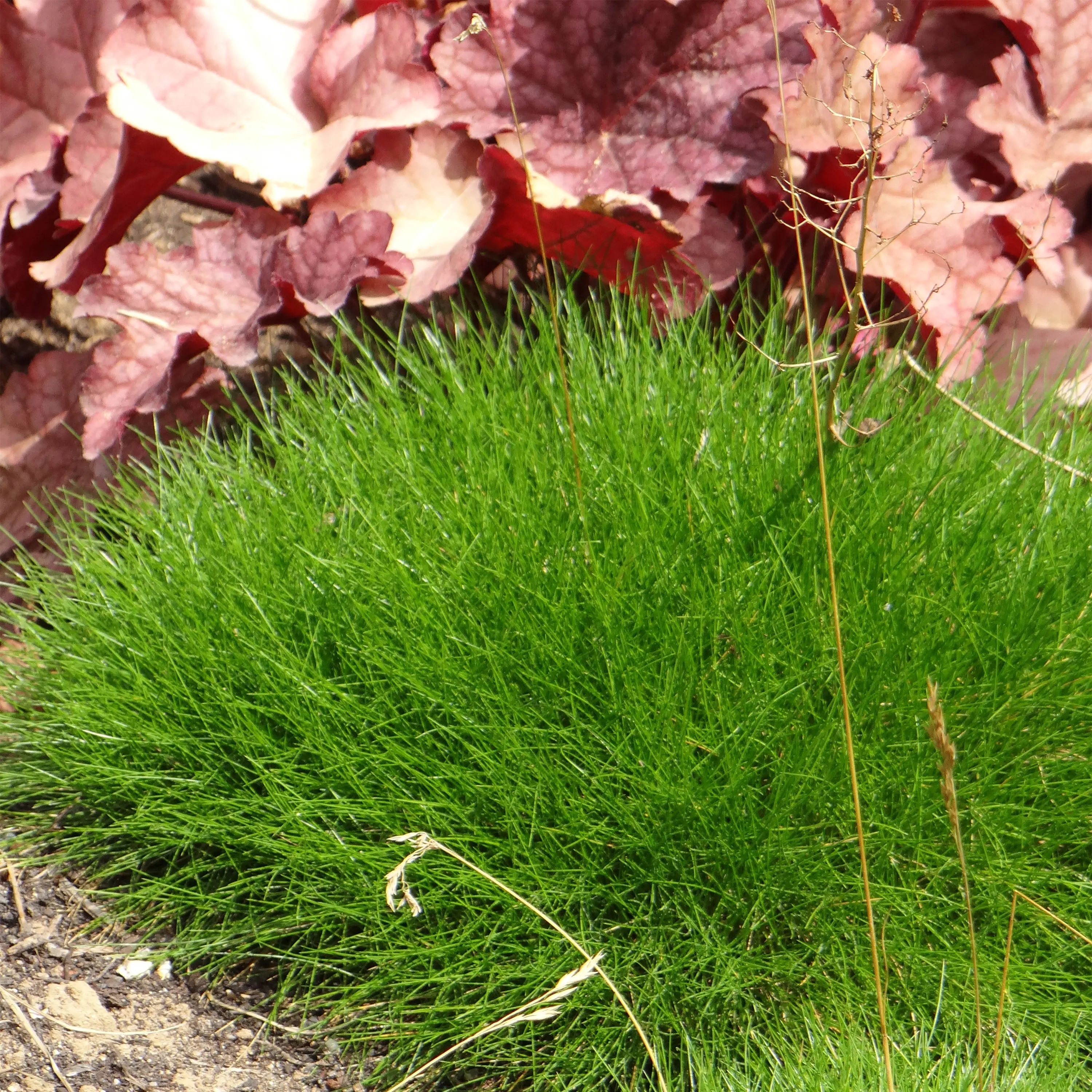 Festuca gautieri – Fétuque de Gautier Godet de 8/9 cm