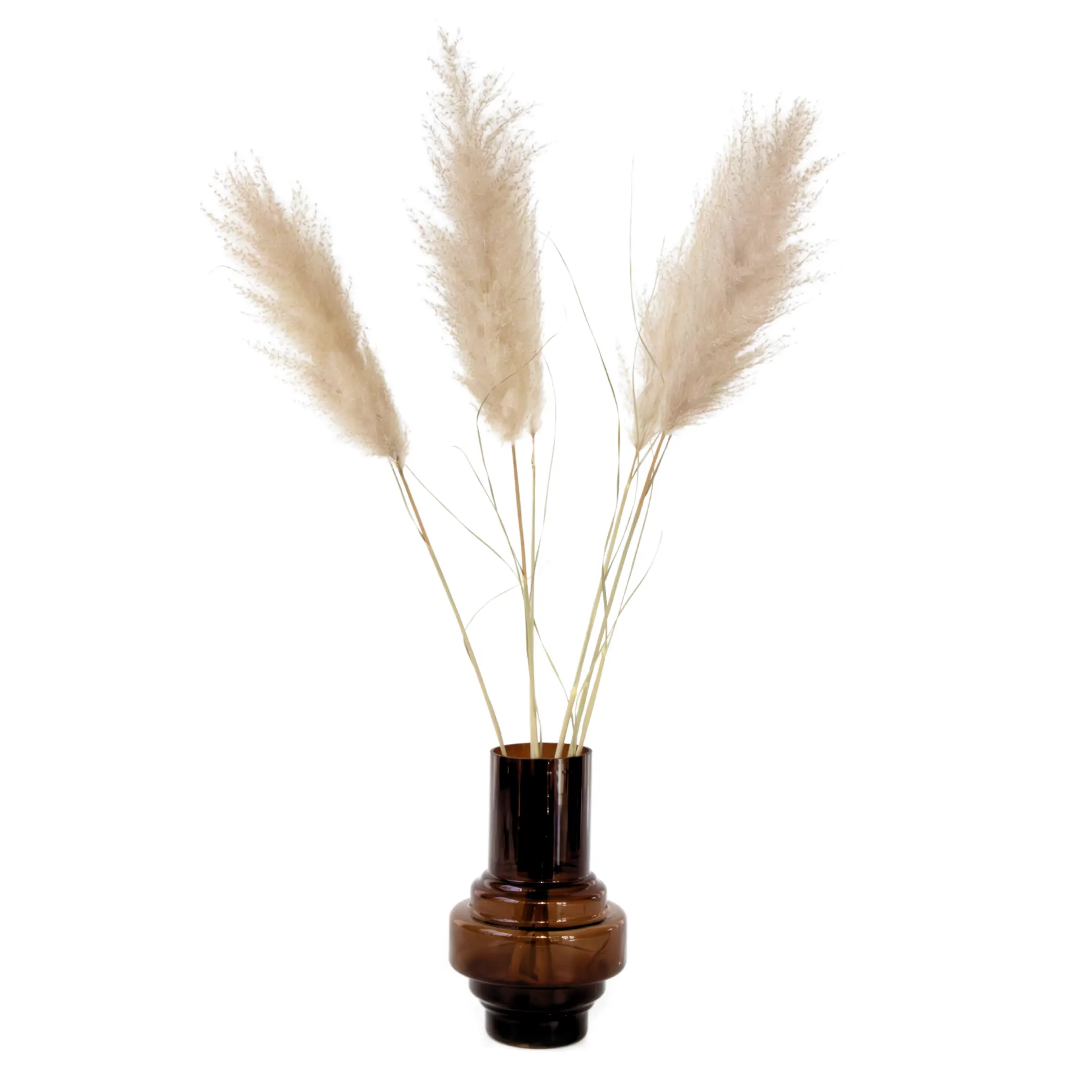 Fleurs séchées – Set de 5 – Dryflower ‘Cortaderia Plum’