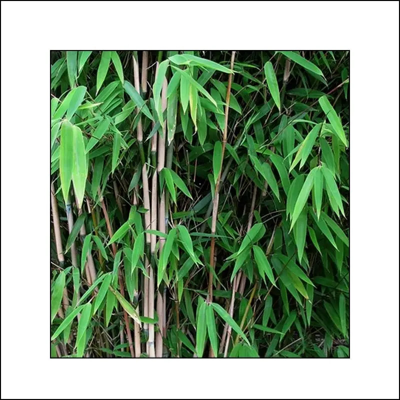 Fargesia nitida Obelisk – Bambou non traçant Pot de 2L/3L