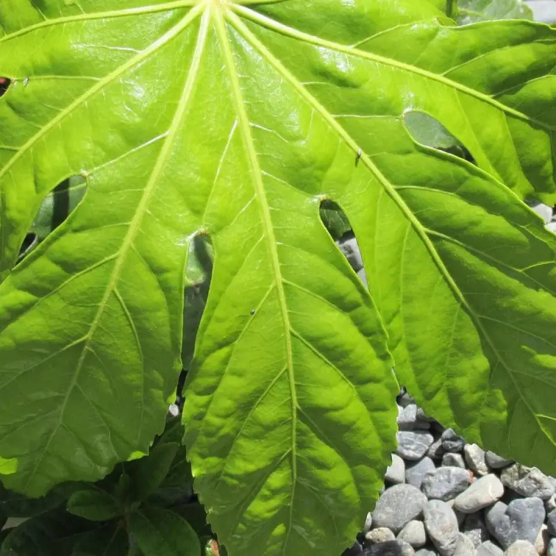 Fatsia du Japon, Faux-Aralia du Japon à fleurs Blanche – feuillage Persistant – Pot de 4L – 40/60 cm- hauteur à maturité De 1,00 m à 1,50 m
