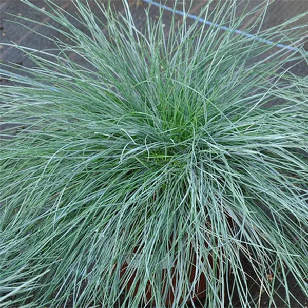 Fétuque bleue – Festuca glauca Godet de 8/9 cm