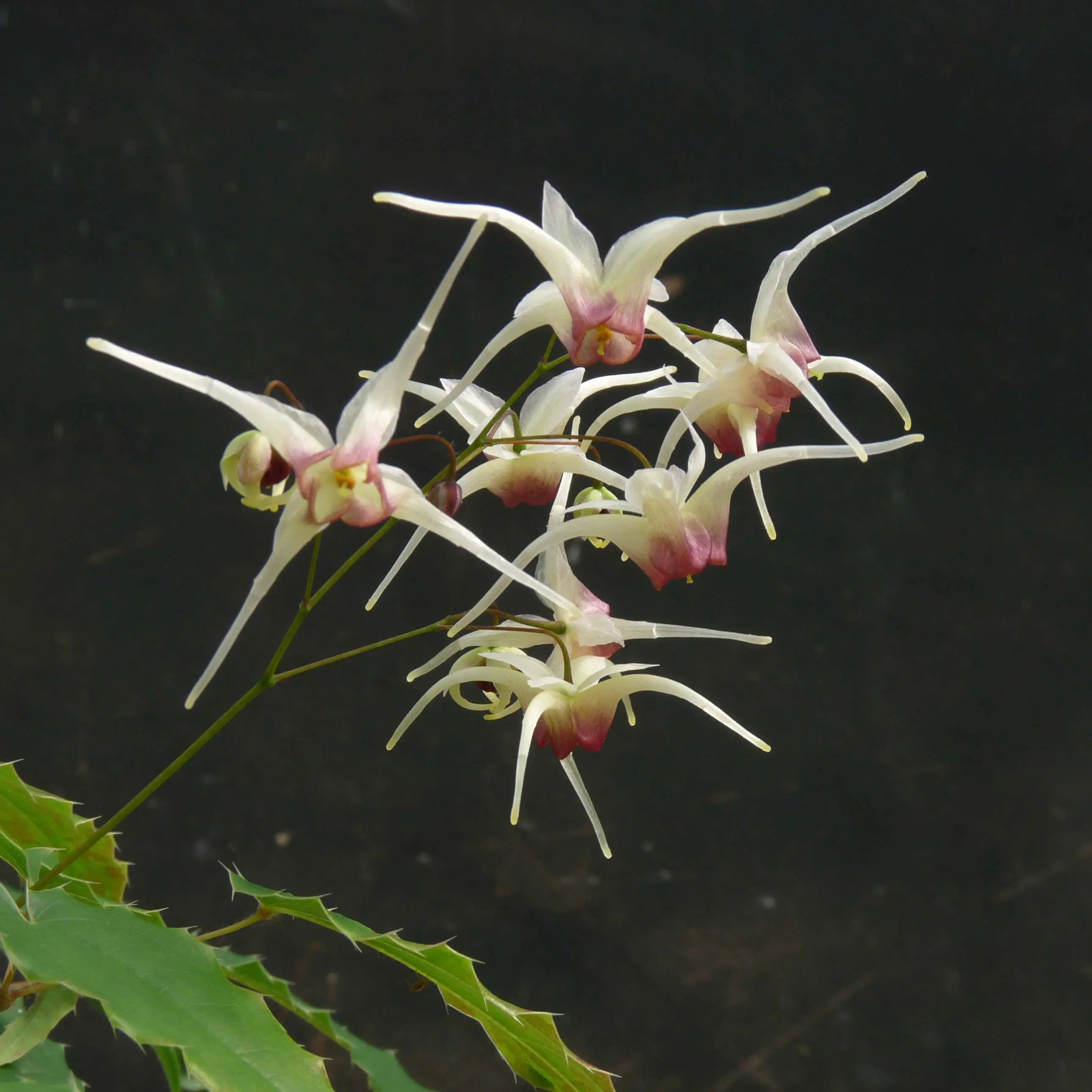 Fleur des Elfes – Epimedium Domino Godet de 8/9 cm