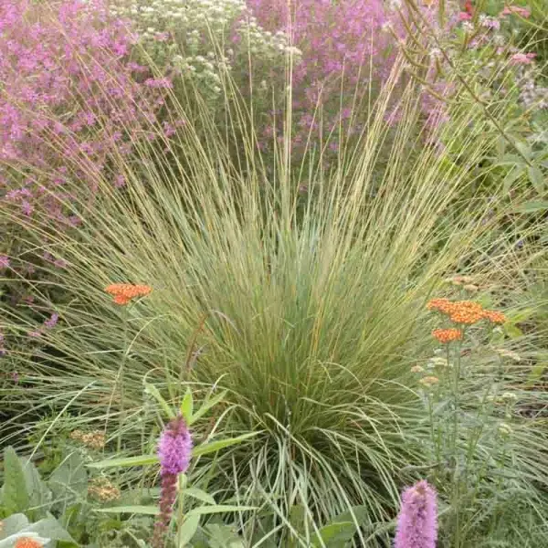 Fétuque – Festuca mairei Pot de 2L/3L