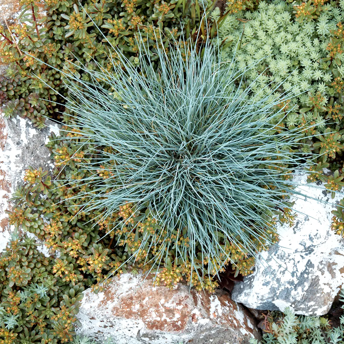 Fétuque bleue Easy Blue – Festuca glauca Mini-motte Ø 3/4 cm (par 3)