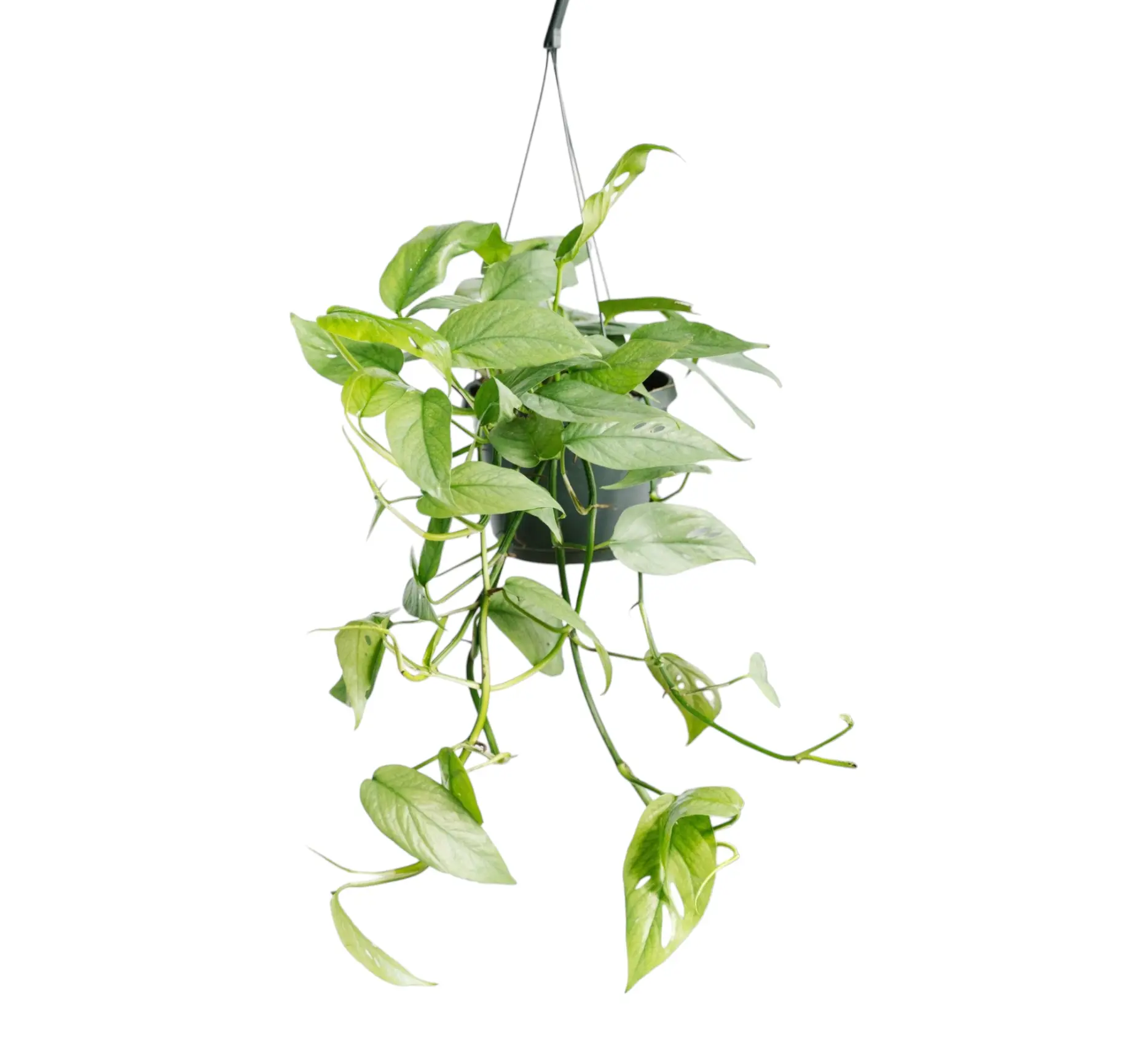 Epipremnum Cebu Blue 45cm – Plante d’intérieur- La Green Touch