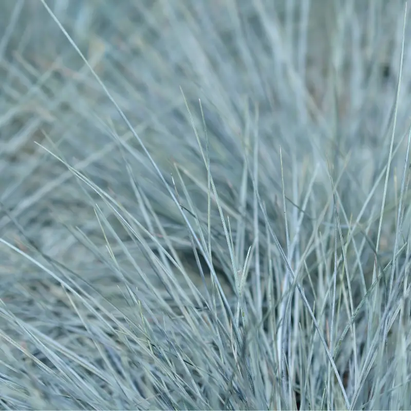 Fétuque bleue Intense Blue – Festuca glauca Intense Blue 20/30 cm Pot 5L – Fleur