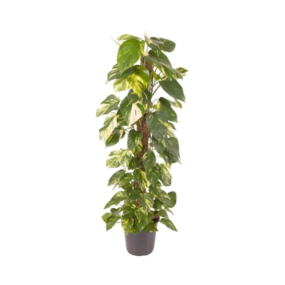 Epipremnum Pinnatum – D24 H120cm