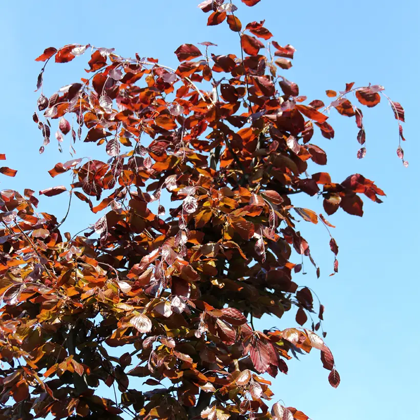 Fagus sylvatica Swat Magret – Hêtre pourpre Pot de 4L/5L