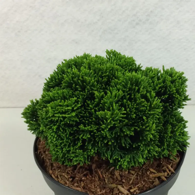 Faux cyprès du Japon – Chamaecyparis obtusa Juniperoides Pot de 2L/3L