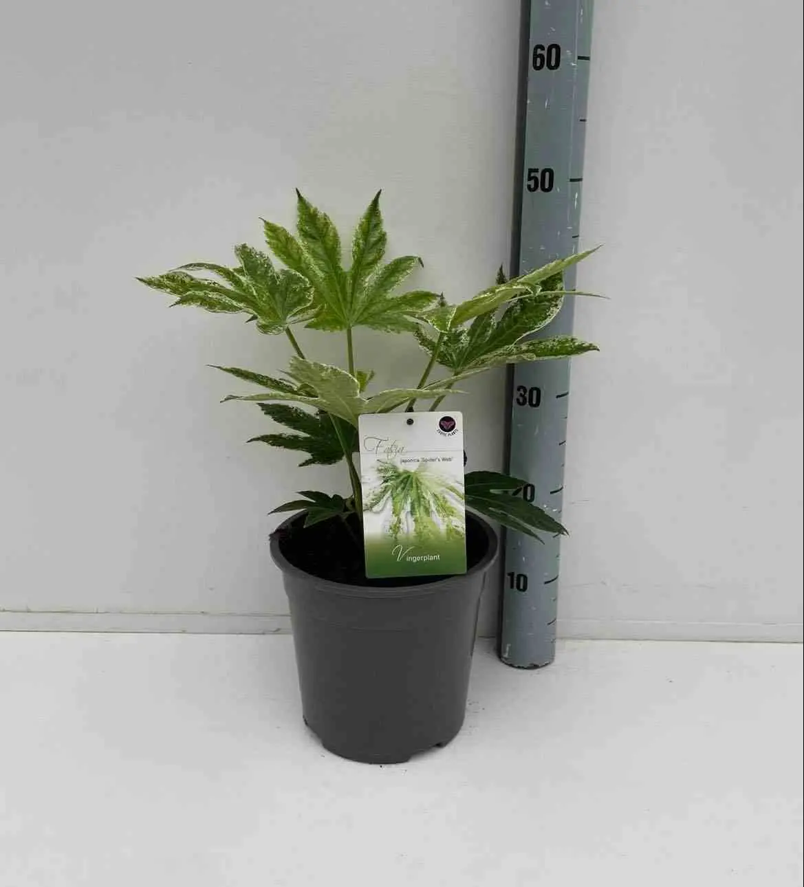 Fatsia japonica «spider web» (Aralia du japon) Couleur floraison:Blanc – Taille:Pot de 4 litres ? 30/40 cm