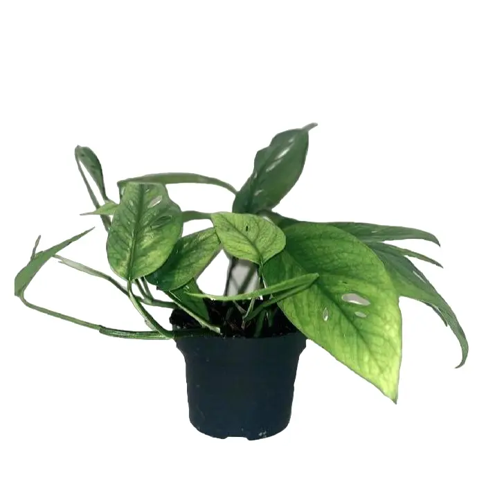 Epipremnum Cebu Blue 20cm – Plante d’intérieur- La Green Touch