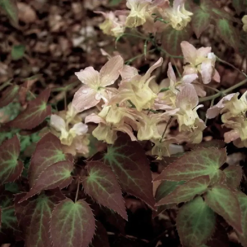 Fleur des Elfes Cupreum, Epimedium à fleurs Rose – feuillage Persistant – Lot de 3 godets- hauteur à maturité De 0,15 m à 0,50 m