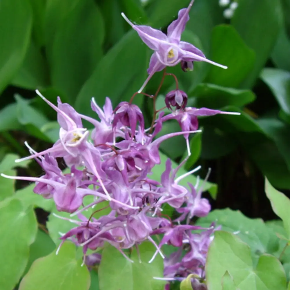 Fleur des Elfes Lilafee, Epimedium à fleurs Violette – feuillage Persistant – Lot de 9 godets- hauteur à maturité De 0,15 m à 0,50 m