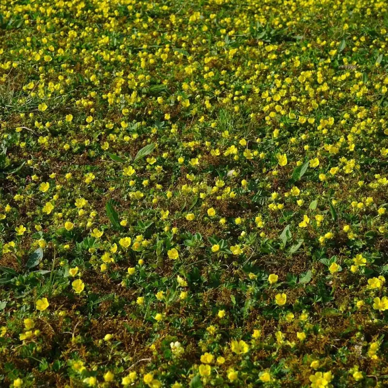 Faux fraisier jaune, Walsdteinia à fleurs Jaune – feuillage Semi-Persistant – Godet – 5/20 cm- hauteur à maturité Moins de 0,15 m