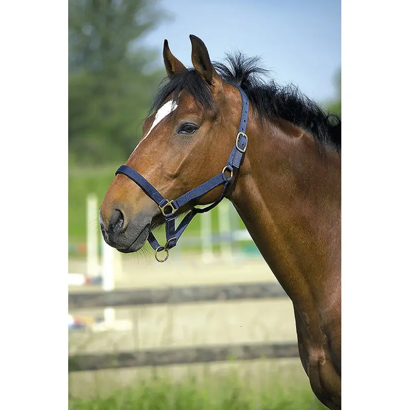 Ensemble licol et longe ‘Club’ marine pour cheval