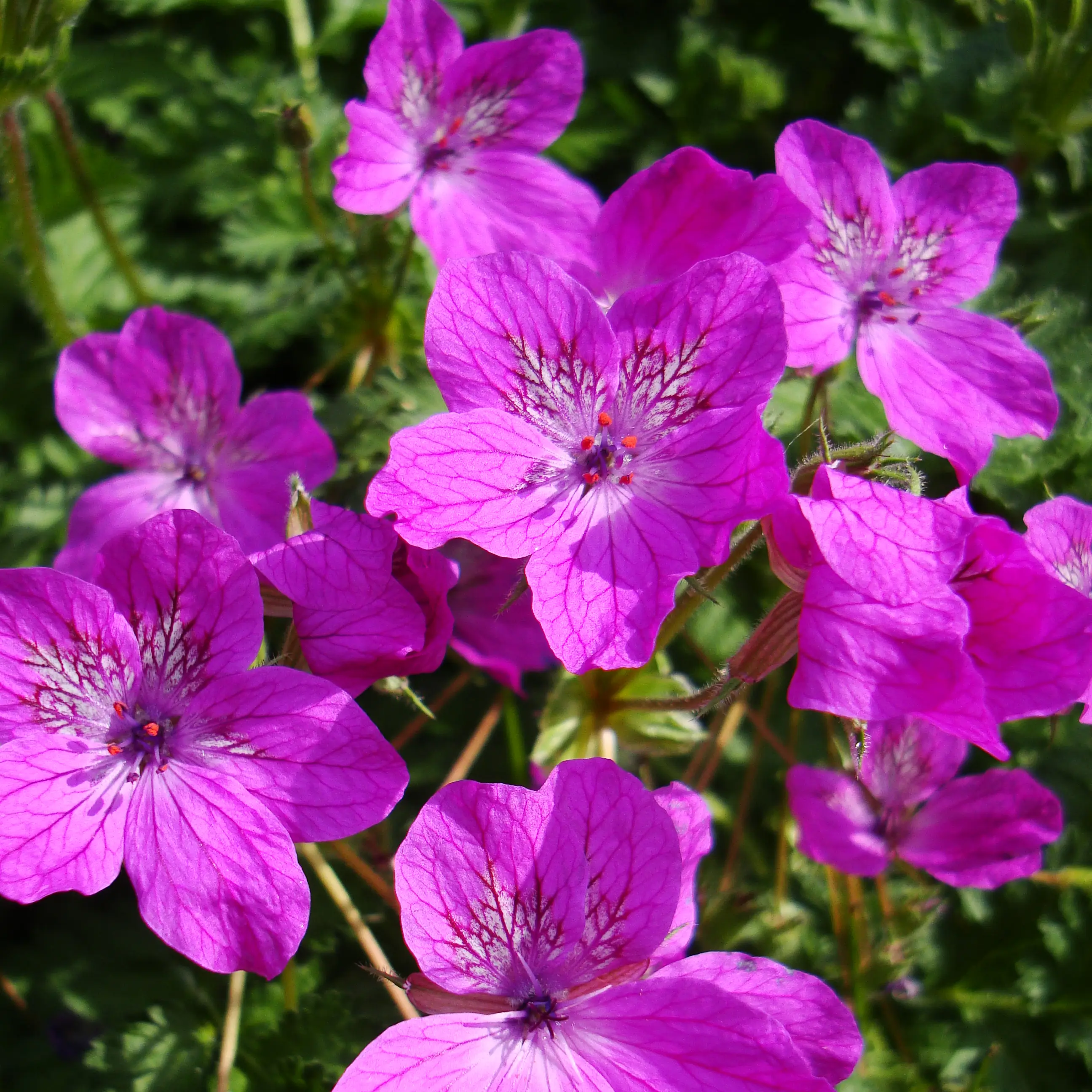Erodium manescavii – Bec de Grue Godet de 8/9 cm