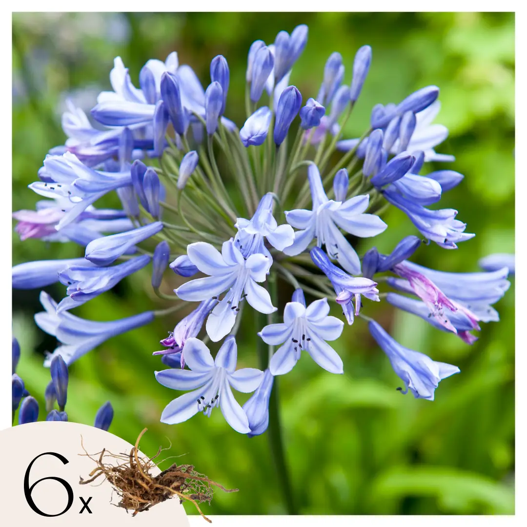 Fleur du Nil – Set de 6 – Agapanthus africanus – Rhizomes – Bleu