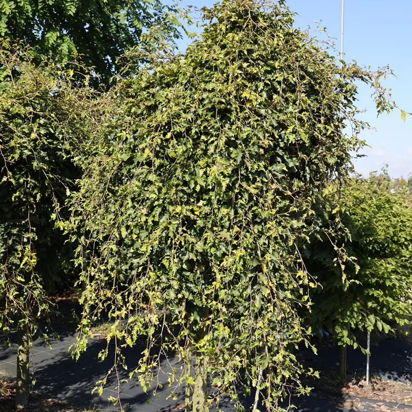 Fagus sylvatica Rohan Green Weeping – Hêtre pleureur Pot de 4L/5L, Tige