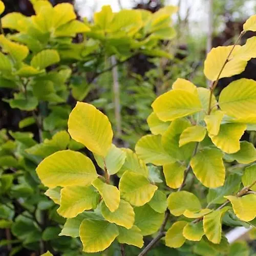 Fagus sylvatica Dawyck Gold – Hêtre fastigié doré Pot de 7,5L/10L