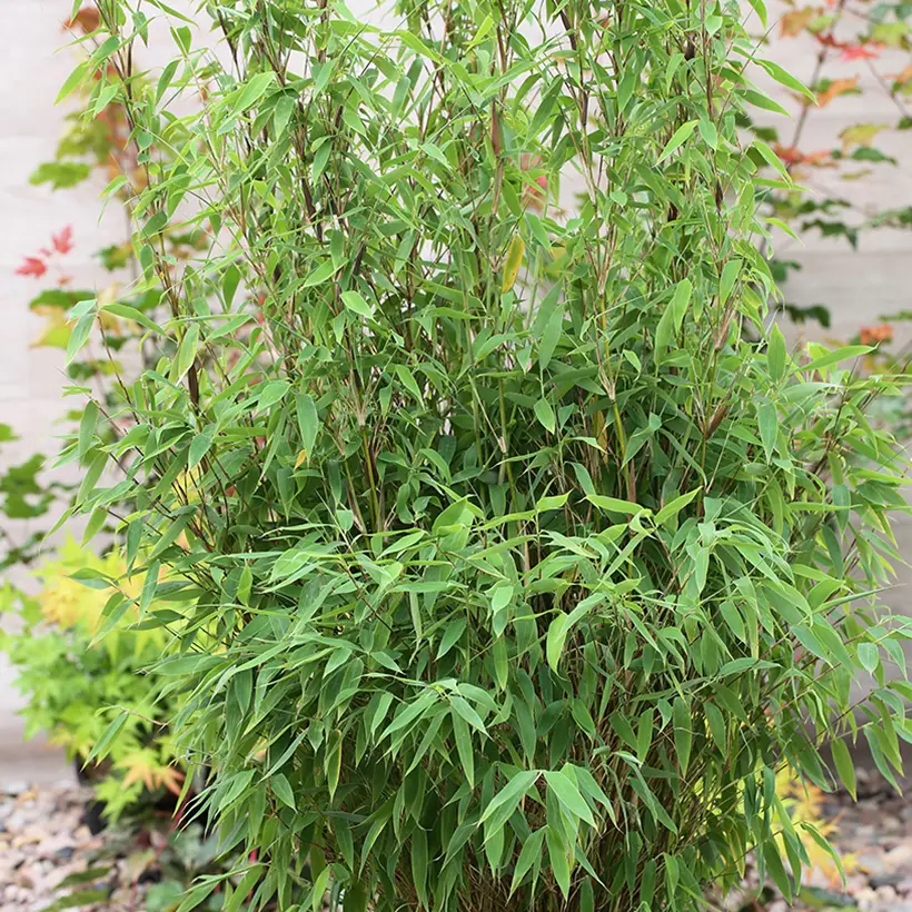 Fargesia murielae Red Zebra – Bambou non traçant Pot de 7,5L/10L