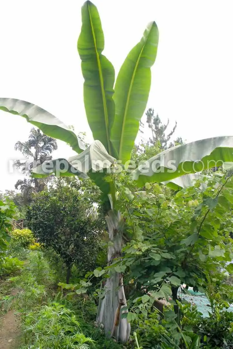Ensete glaucum (Bananier des neiges) Couleur floraison:Vert – Taille:Pot de 2 litres – 20/40 cm
